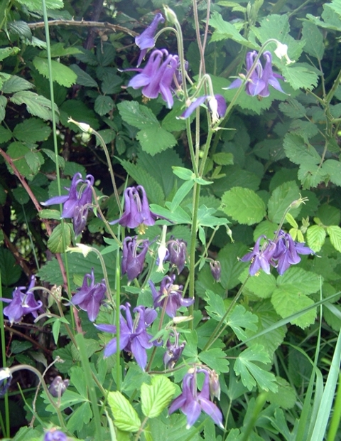 Aquilegia vulgaris / Aquilegia comune